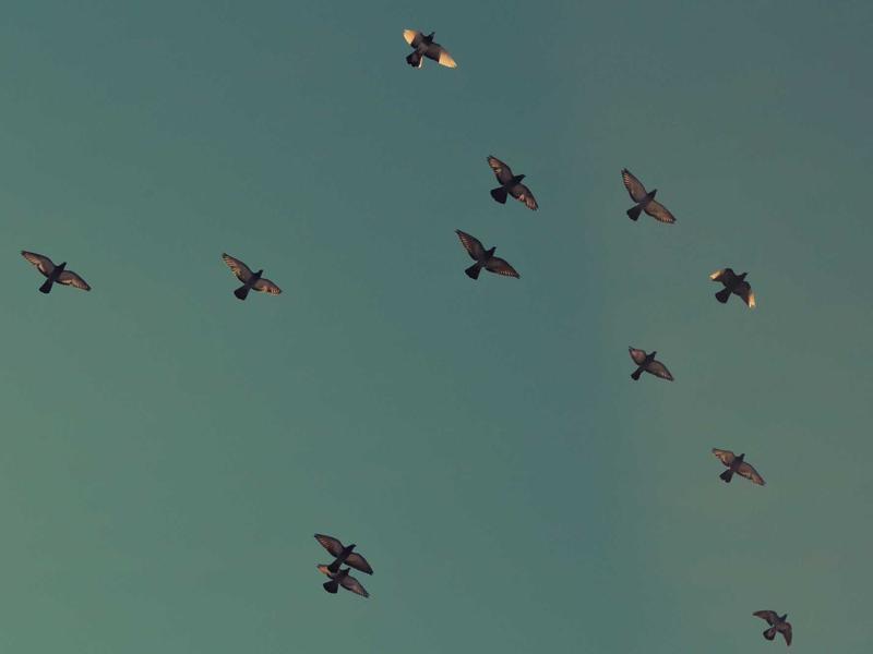 LenoZaraInouxVor Rosario